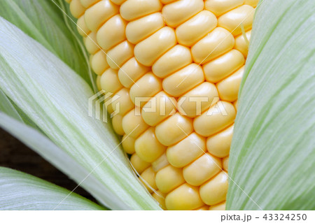 Grains and leaves of ripe sweet corn closeup. 43324250