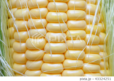 Background of grains of ripe sweet corn. 43324251