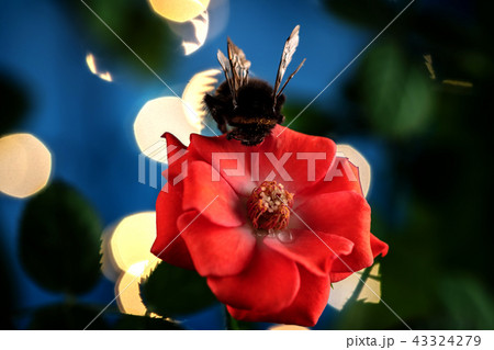 Bumblebee on a flower of a red rose. Macro photo Bumblebee on a flower of a red rose. Macro photo 43324279