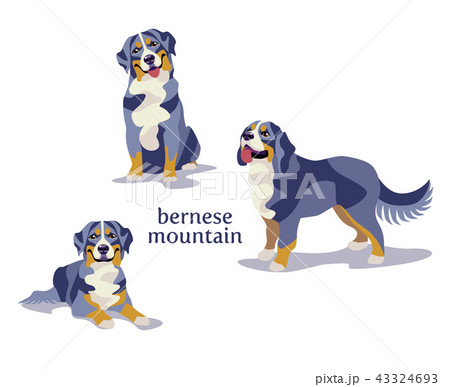 Bernese Mountain Dogのイラスト素材