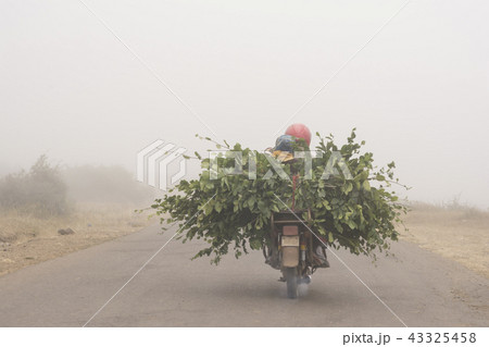 motorcycle driving with cut branches through road motorcycle driving with cut branches through road 43325458