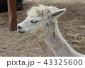 アルパカ 43325600
