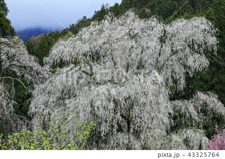 水中のしだれ桜 水中のしだれ桜 43325764
