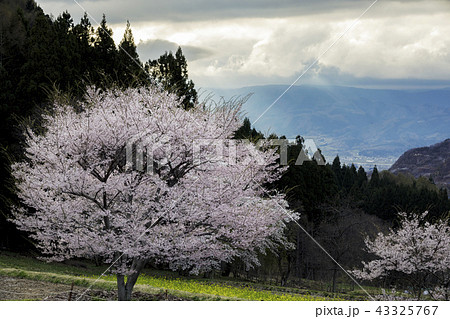 桜のある風景 桜のある風景 43325767