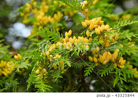 ニオイヒバの若い実 ニオイヒバの若い実 43325844