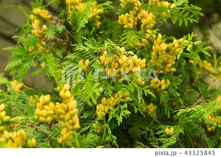 ニオイヒバの若い実 ニオイヒバの若い実 43325845