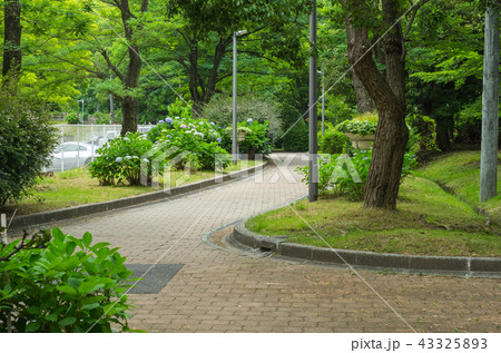 大阪府豊中・新千里東町、紫陽花の咲くこぼれび通り 43325893