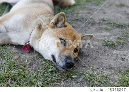 こちらを見ている柴犬 こちらを見ている柴犬 43326247