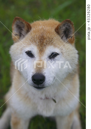歳をとった柴犬 43326280