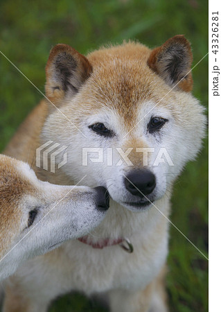 仲の良い柴犬 仲の良い柴犬 43326281