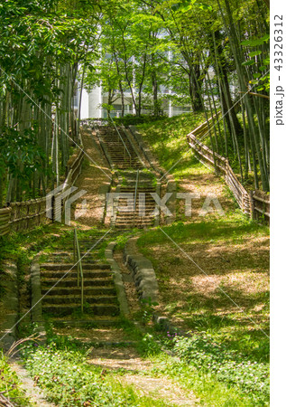 大阪府豊中・千里東町公園の竹林のある風景 大阪府豊中・千里東町公園の竹林のある風景 43326312