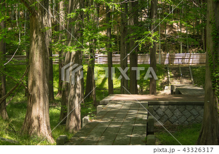 大阪府豊中・千里東町公園のメタセコイア並木 43326317