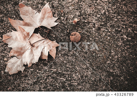 Oriental plane leaves and fruit lay on ground Oriental plane leaves and fruit lay on ground 43326789