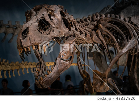 化石　ティラノサウルス 43327820