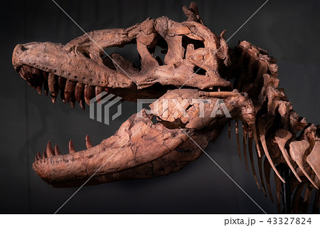 化石 ティラノサウルスの写真素材