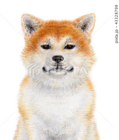 最も人気のある 可愛い 秋田 犬 イラスト 最高の壁紙のアイデアcahd