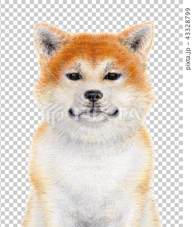Akita Dog Stock Illustration