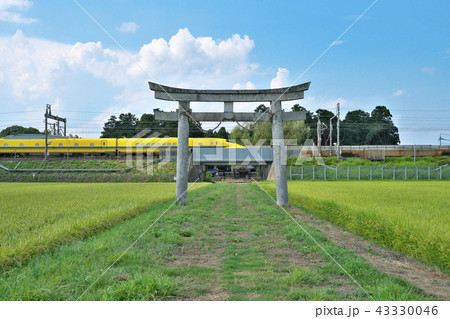 ドクターイエロー実りの秋を行く ドクターイエロー実りの秋を行く 43330046