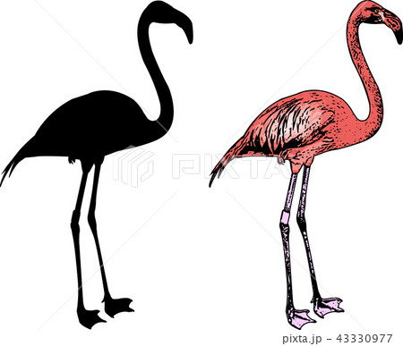 Flamingo Bird Silhouette And Sketch Illustrationのイラスト素材