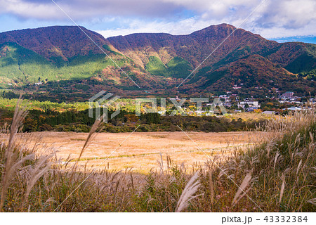 （神奈川県）仙石原すすき草原 43332384