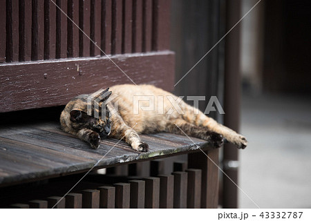 鞆の浦　猫 43332787