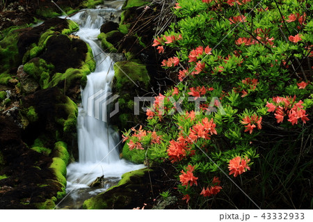 チャツボミゴケ チャツボミゴケ 43332933