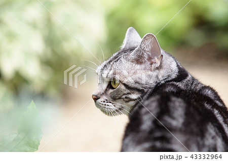 庭の猫 横顔アップの写真素材