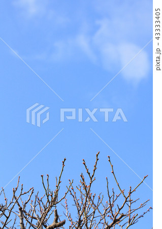 ウメの冬芽と青空 43333405
