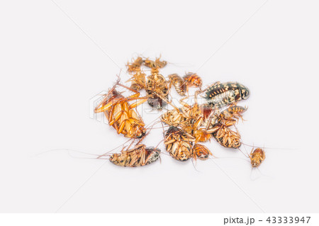 cockroaches, Blattodea, Blattaria, Dictyoptera, on 43333947