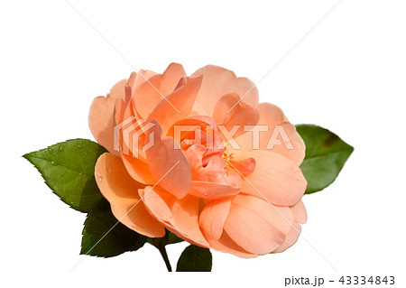 1輪のバラの花、パットオースチン。白バック 1輪のバラの花、パットオースチン。白バック 43334843