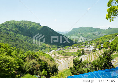 小豆島(香川県)-中山千枚田 43335165