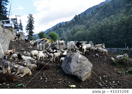 インドのヒマラヤ山岳都市 マナーリー 羊と山羊の群れ インドのヒマラヤ山岳都市 マナーリー 羊と山羊の群れ 43335208
