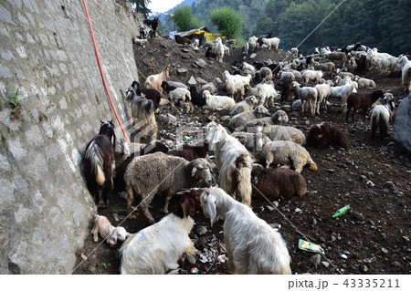 インドのヒマラヤ山岳都市　マナーリー　羊と山羊の群れ 43335211