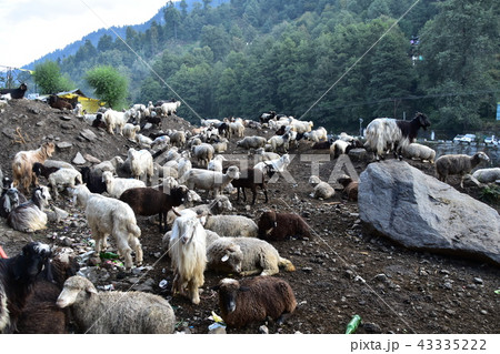 インドのヒマラヤ山岳都市 マナーリー 羊と山羊の群れ インドのヒマラヤ山岳都市 マナーリー 羊と山羊の群れ 43335222
