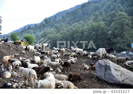 インドのヒマラヤ山岳都市 マナーリー 羊と山羊の群れ インドのヒマラヤ山岳都市 マナーリー 羊と山羊の群れ 43335227
