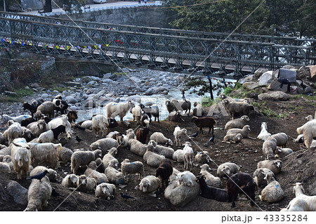 インドのヒマラヤ山岳都市　マナーリーの街並み　ビアース川と鉄橋　羊と山羊の群れ 43335284
