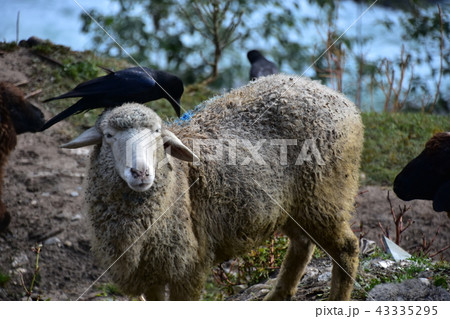 インドのヒマラヤ山岳都市　マナーリー　羊と山羊の群れ　羊の頭の上に乗るカラス 43335295