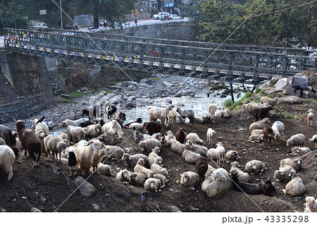 インドのヒマラヤ山岳都市 マナーリーの街並み ビアース川と鉄橋 羊と山羊の群れ インドのヒマラヤ山岳都市 マナーリーの街並み ビアース川と鉄橋 羊と山羊の群れ 43335298