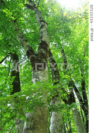 ブナ林 43335326