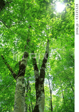 ブナ林 43335328