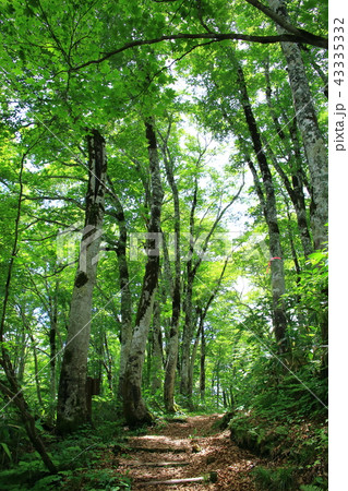 ブナ林 43335332