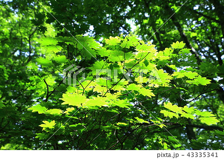 楓の葉 43335341