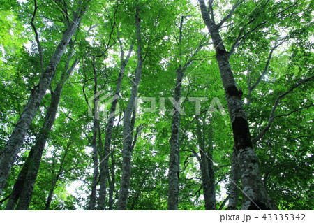 ブナ林 43335342