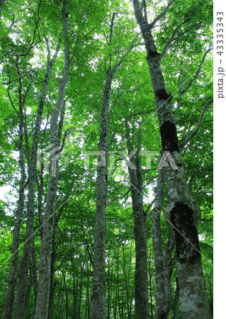 ブナ林 43335343