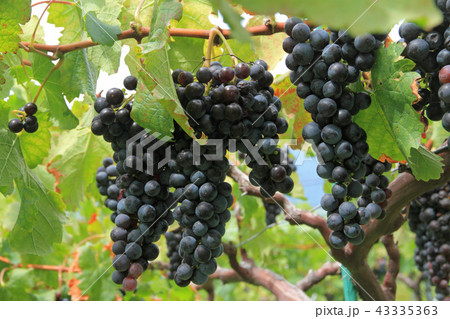 ワイン用ブドウ　カベルネ・フラン 43335363