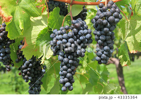 ワイン用ブドウ　カベルネ・フラン 43335364
