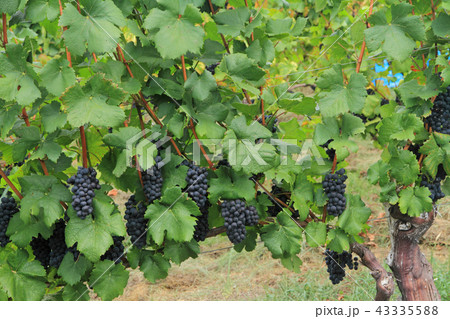 ワイン用ブドウ ピノ・ノワール ワイン用ブドウ ピノ・ノワール 43335588