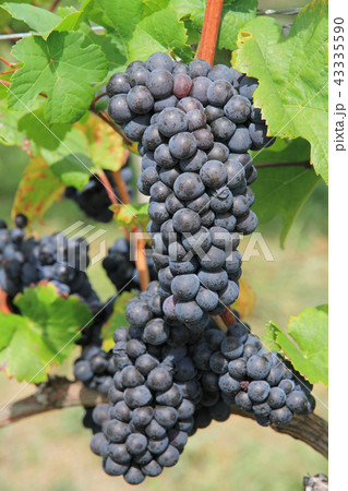 ワイン用ブドウ ピノ・ノワール ワイン用ブドウ ピノ・ノワール 43335590
