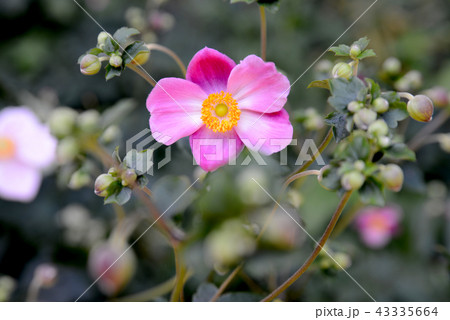 シュウメイギク 43335664