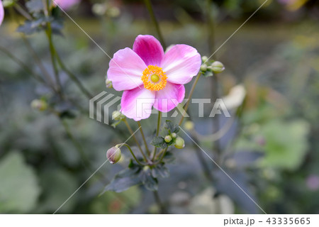 シュウメイギク 43335665
